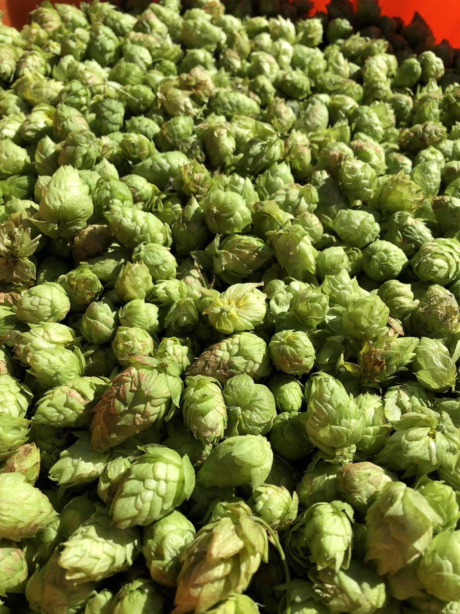 FREE HOPS! This Sunday only. We have more than we can harvest.  Pack a lunch, bring beer. Noon until 5PM!  Will post directions. Vauxhall AB