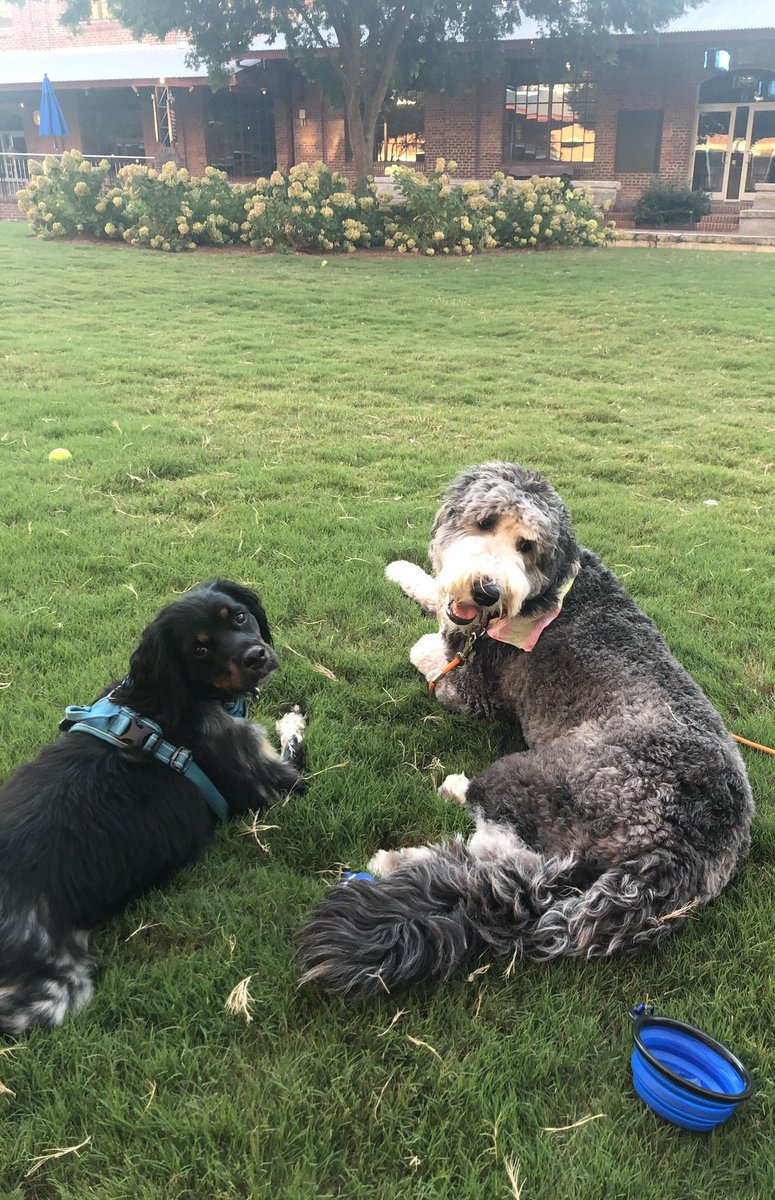 JHolmes_PhD's tweet photo. Sorry not sorry to spam your feed with pictures of my dog Otto and his best pal Rupert the Sheepie #dogsoftwitter https://t.co/Y6pbW7n20h
