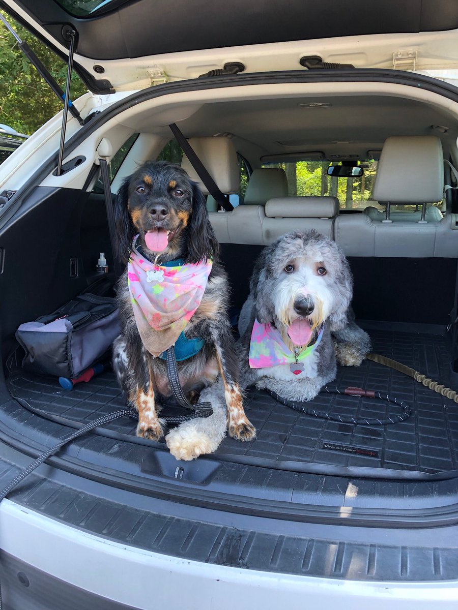 JHolmes_PhD's tweet photo. Sorry not sorry to spam your feed with pictures of my dog Otto and his best pal Rupert the Sheepie #dogsoftwitter https://t.co/Y6pbW7n20h