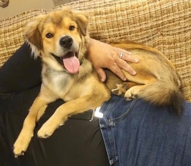 golden_bham's tweet photo. Our 1️⃣0️⃣0️⃣0️⃣th orphan at AGB!! 🎉 this is Happy II, a 6 month old, 60lb boy who loves other dogs and people. Won’t you adopt this sweet boy today? 💛 link in bio to find out how! https://t.co/Oq3XM6VrwX