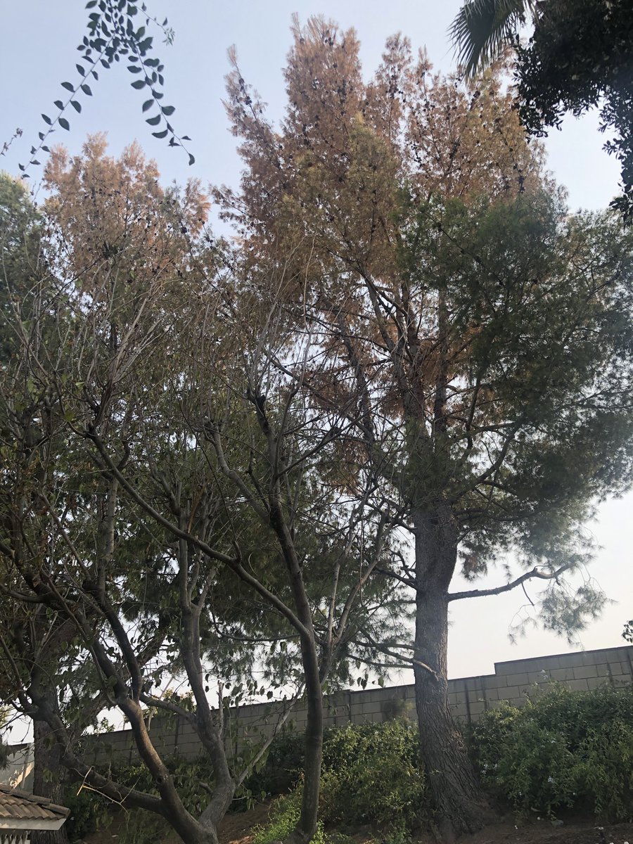 sydneyglassman's tweet photo. Do I have any tweeps who have skills as an arborist? I have 2 large pine trees in my backyard that were perfectly healthy at the beginning of the summer and now look like this. Pls help :( β¦@stellacousinsβ© β¦@ucanrβ© #arborist #deadpine https://t.co/J6JSG6Jy4s