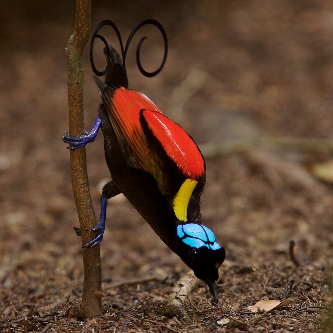 ArashNemati2's tweet photo. 📷 #Photography #Artists 📷
🌈#Birdsofparadise🐦By🌟#TimLaman🌟 https://t.co/47DvZZHEyu