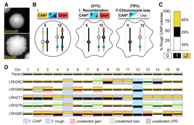 yeastgenome's tweet photo. Punctuated aneuploidization of #yeast #genome: Heasley, Watson, Argueso show that transient, punctuated destabilizing events promote rapid formation of highly reconfigured #karyotypes https://t.co/VpzYq1pUql @GeneticsGSA #aneuploidy #chromosome #Saccharomyces #cancer #evolution https://t.co/sqjhZLkXJr