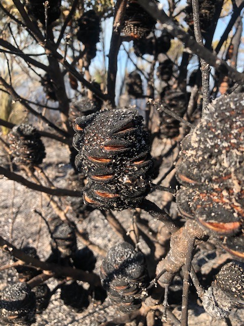 GHCMA's tweet photo. Traditional cool burn techniques used at Hurdle Swamp, Casterton, to protect the South-eastern Red-tailed Black Cockatoo food source of tree canopies was about more than just reducing fuel loads
See more at www.facebook/GlenelgHopkinsCMA
#fire #traditionalowner #traditionalburn https://t.co/Hqz1AA7jKp