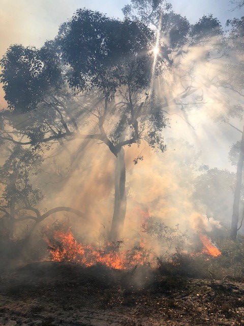 GHCMA's tweet photo. Traditional cool burn techniques used at Hurdle Swamp, Casterton, to protect the South-eastern Red-tailed Black Cockatoo food source of tree canopies was about more than just reducing fuel loads
See more at www.facebook/GlenelgHopkinsCMA
#fire #traditionalowner #traditionalburn https://t.co/Hqz1AA7jKp