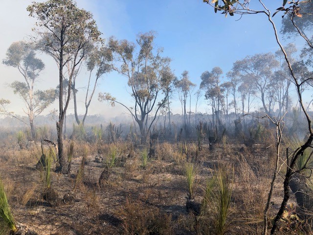 GHCMA's tweet photo. Traditional cool burn techniques used at Hurdle Swamp, Casterton, to protect the South-eastern Red-tailed Black Cockatoo food source of tree canopies was about more than just reducing fuel loads
See more at www.facebook/GlenelgHopkinsCMA
#fire #traditionalowner #traditionalburn https://t.co/Hqz1AA7jKp