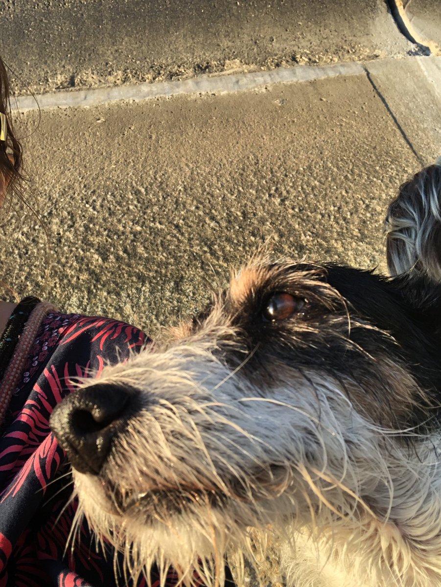 NicHandle's tweet photo. @Dawn_French And another good boy. https://t.co/EBKLCpqLH2