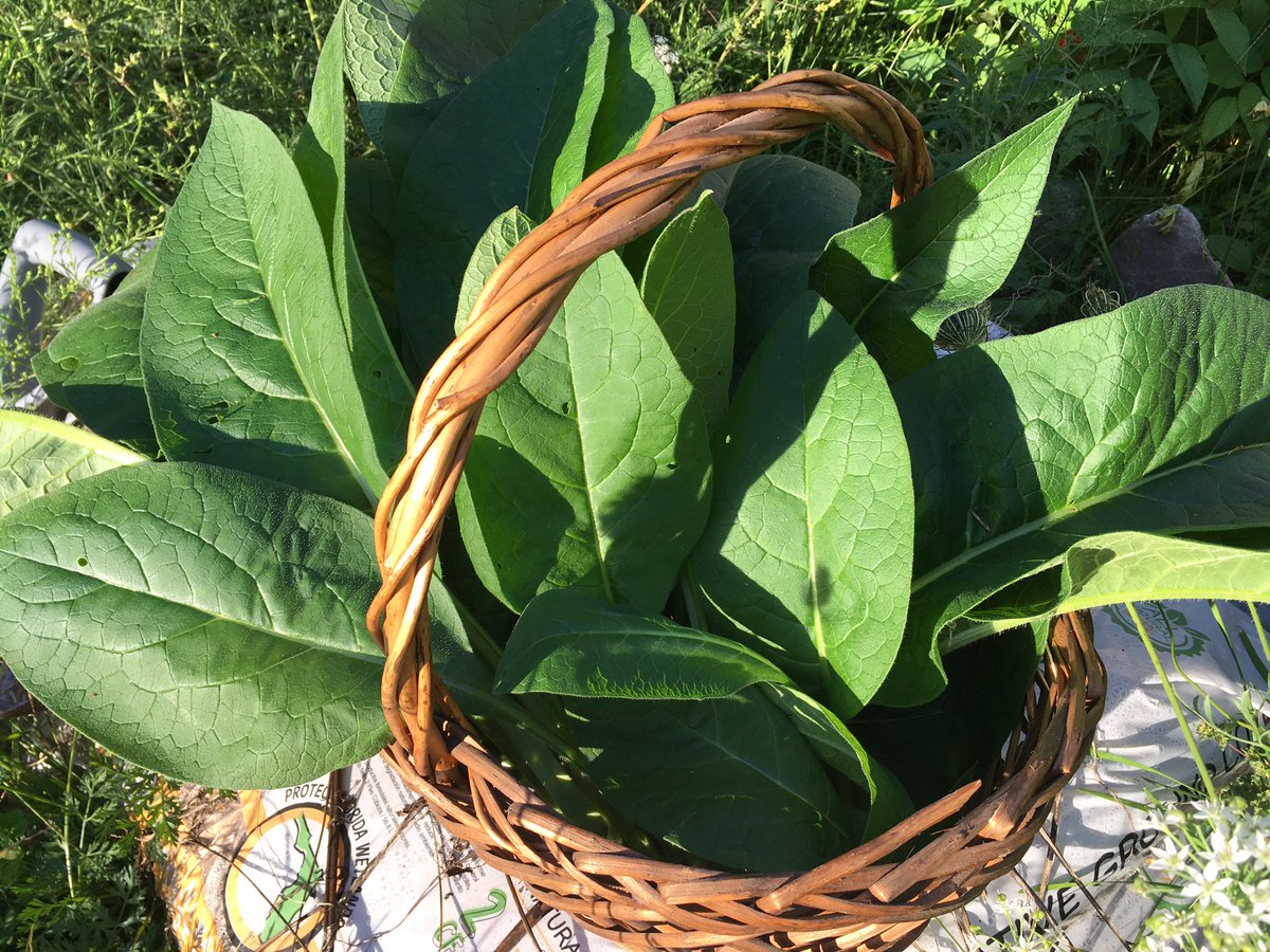 EarthseedDet's tweet photo. I wonder how many times can comfrey come back in one year… Really. #ForeverComfrey This should keep the dehydrator busy for a minute. #comfrey #comfreyharvest #comfreyleaf #earthseeddetroit #vandelea #wildandlooseherbs #wildandloose #herbalism #wildmedicine https://t.co/jDwxZNpPW8