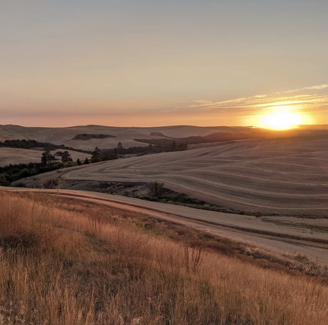 wsmagazine's tweet photo. Never gets old. #SunsetOnThePalouse #WeAlwaysFindOurWayBackHome #WSU #PullmanSunset #Pullman #GoCougs https://t.co/AMIHdFQumQ