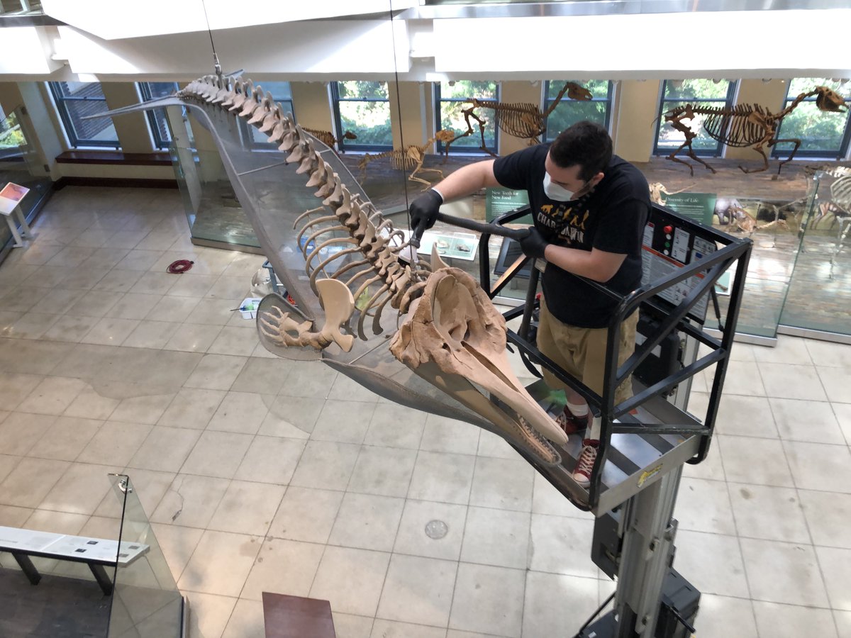 While floor-based specimens are normally cleaned twice a year, hanging specimens like this Morrice's Sperm Whale — or Aulophyseter morricei, a juvenile of an extinct species of sperm whale — found in  #NHMLA’s Age of Mammals may go longer due to inaccessibility. Alan Zdinak