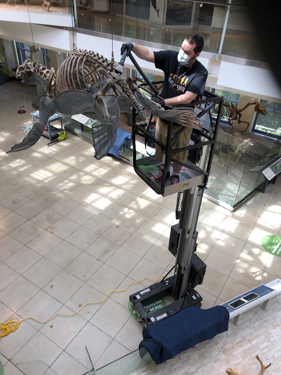 “Both specimens pictured are about 15 million years old, from the Miocene Epoch, a time when most of California was underwater. Both were found in the Sharktooth Hill formation outside of Bakersfield, in Kern County,” says Zdinak. Alan Zdinak