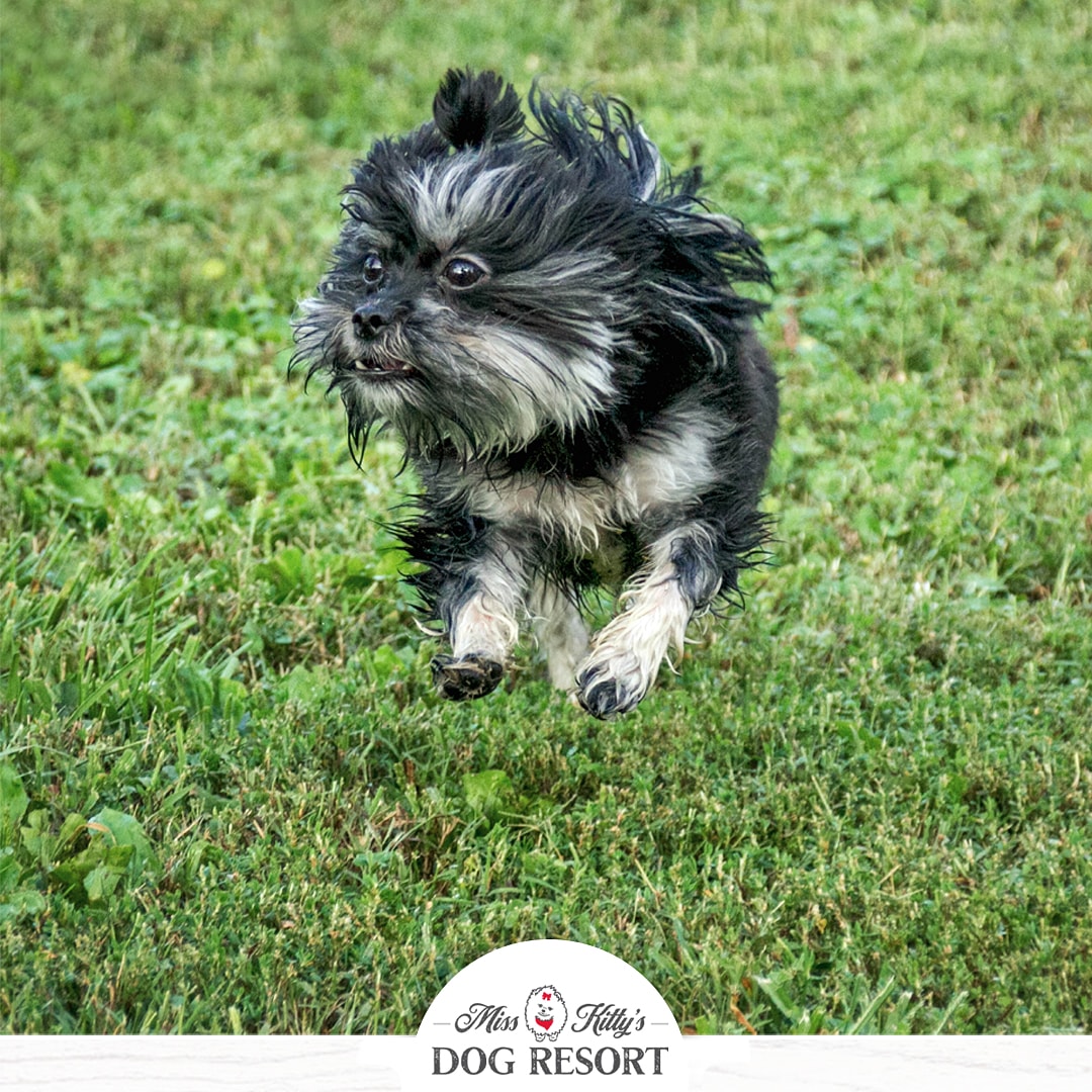 misskittysbb's tweet photo. Jumping right into the weekend like... π¦π
#weekendvibes #weekend #tgif #misskittysdogresort #musiccitydogs
#doggiedaycare #dogdaycare #daycaredogs #daycaredogsarehappydogs #dogsofnashville #dogsoftwitter #dogsofinstagram #a_dogsworld #happydog #dogsmiles https://t.co/D2gROErayw