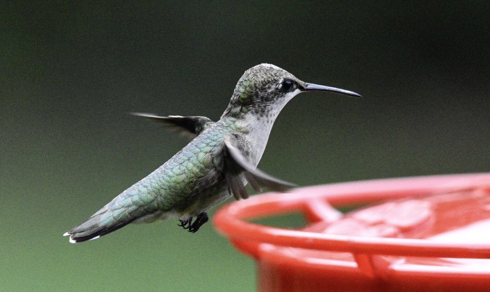 Today’s editions.Woody gets a little takeout.Hummingbirds find my new feeder.An old windmill on a gray morning.