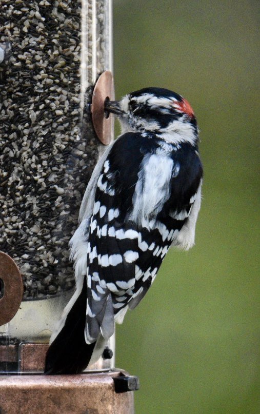 Today’s editions.Woody gets a little takeout.Hummingbirds find my new feeder.An old windmill on a gray morning.