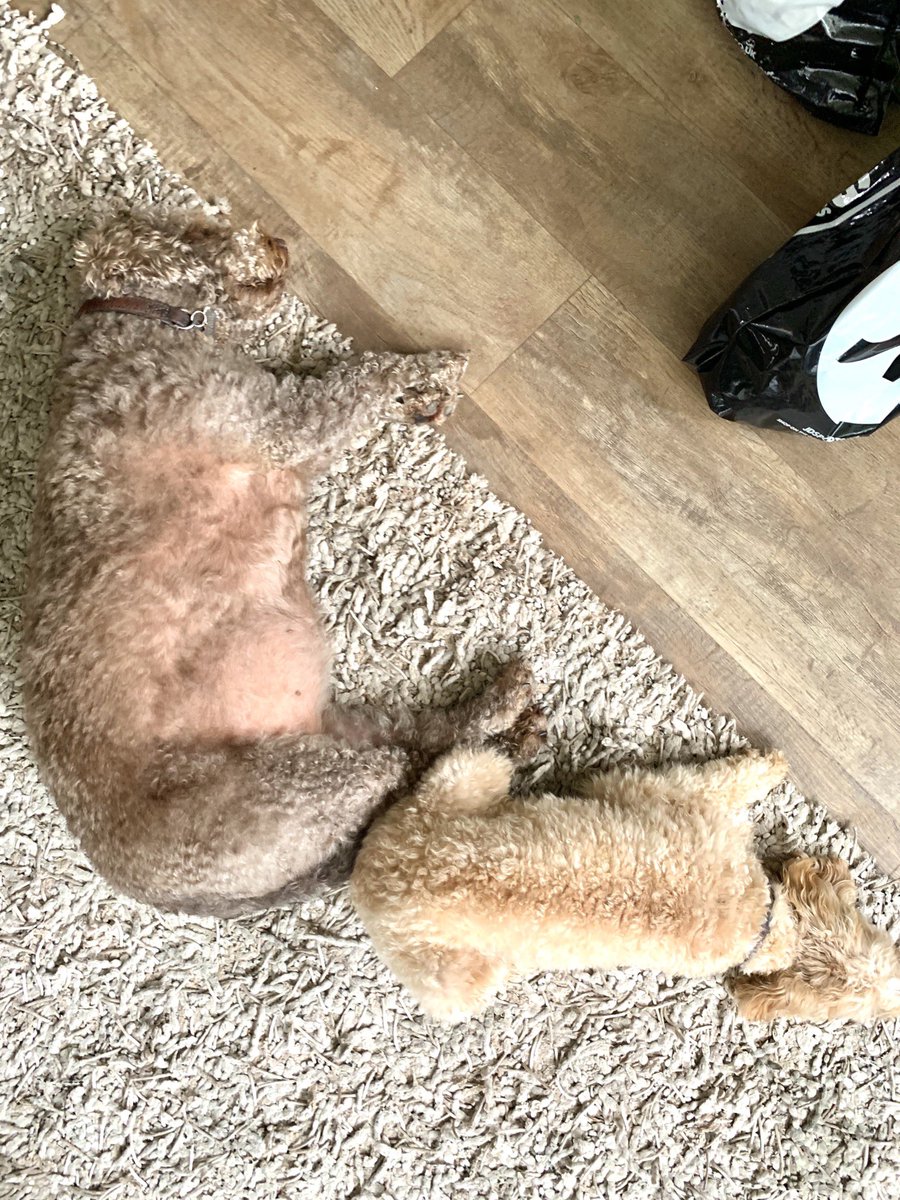 epat11's tweet image. 15:00 - #dogclock