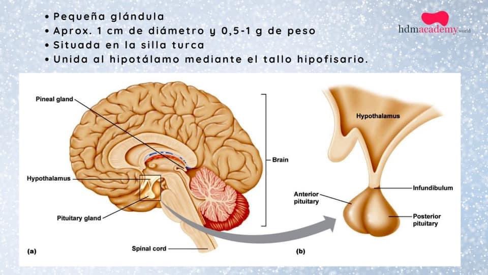 Hormonas De La Glándula Pituitaria