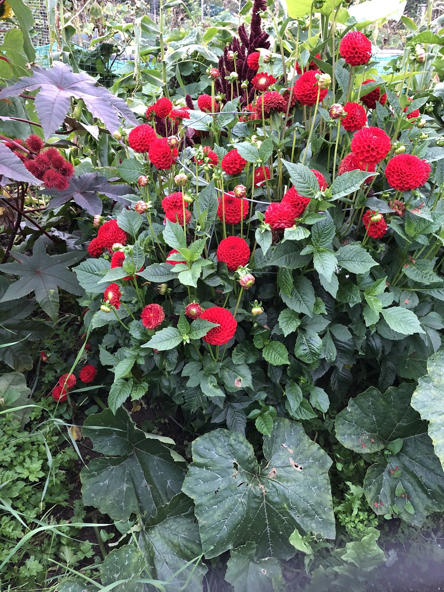 MahmutTor's tweet photo. Here is something for you to rest your eyes #weekend #plantsareamazing #postcomputing https://t.co/yGZm3BFM6w