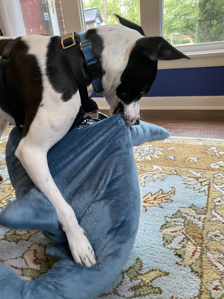 Maggie got her IKEA Blahaj.