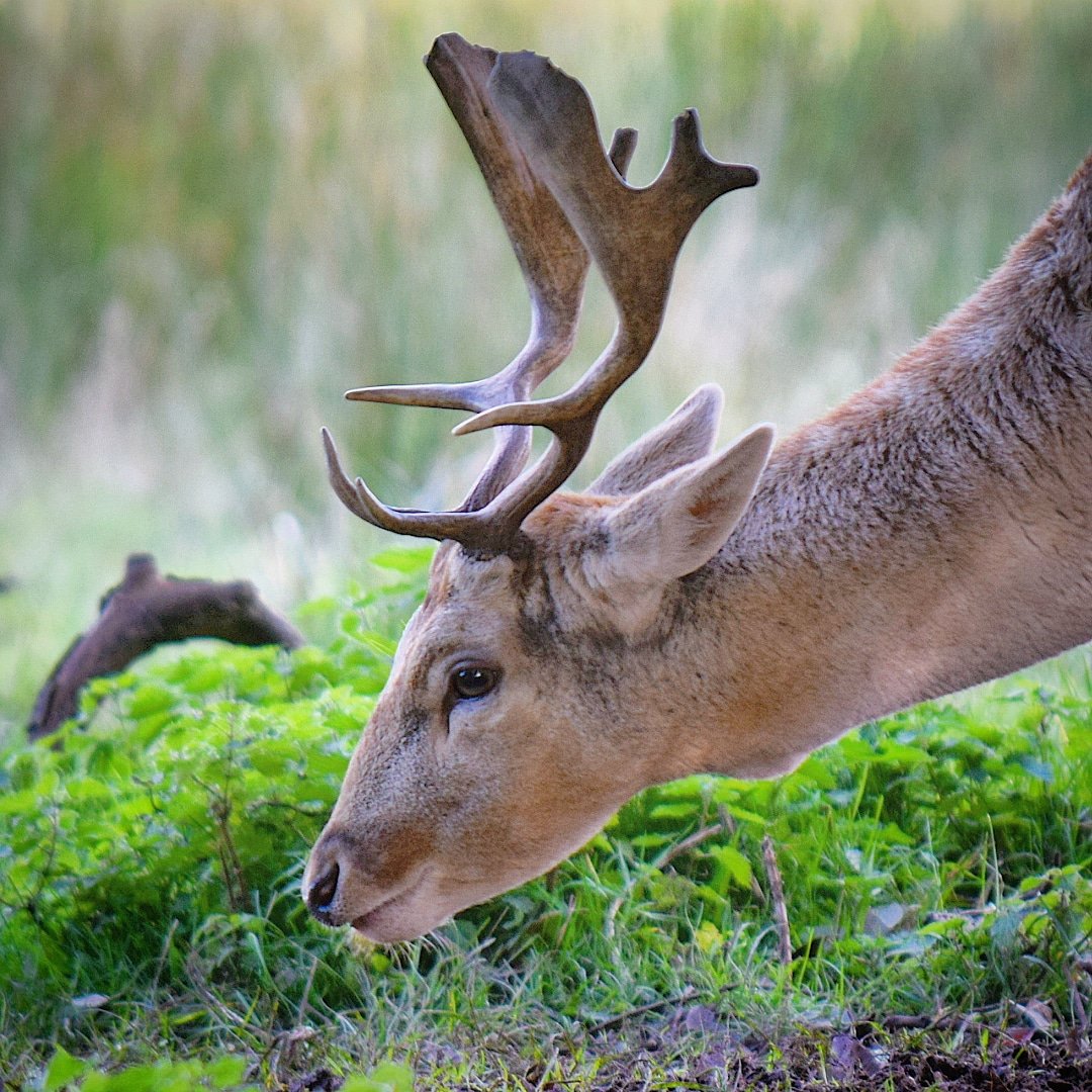 Fallow deer 
#deer #deerphoto #fallowdeer #nature #wildlifephotography #wildlife #devon #uknature #photo