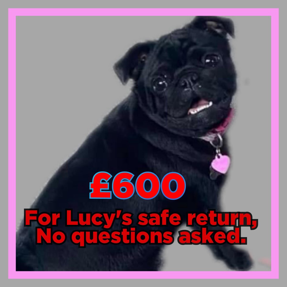 #FindLucy 1 yr old female #Pug #missing since 4:45 pm on 02.09.20 She escaped from her garden Has health issues needs operation #Thurcroft #Rotherham #SouthYorkshire #microchipped #scanme #theftbyfinding @rob_clowes