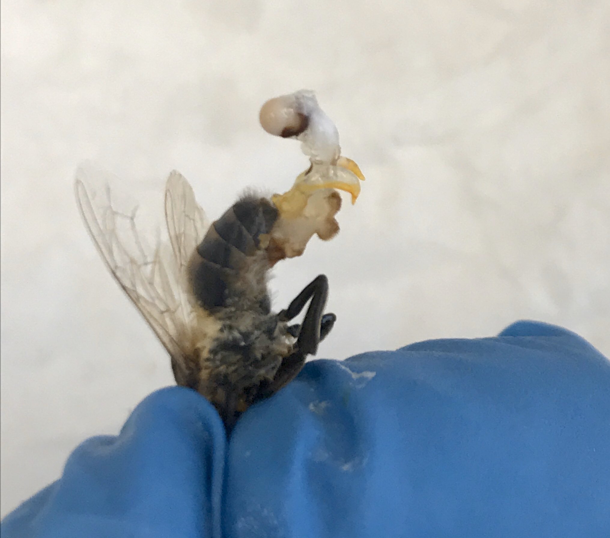 Alison McAfee, PhD on X: Ever wonder what a honey bee's penis looks like?  Wonder, no more. Complete with claspers and a fully everted endophallus  t.coeuAiXWUIOH  X