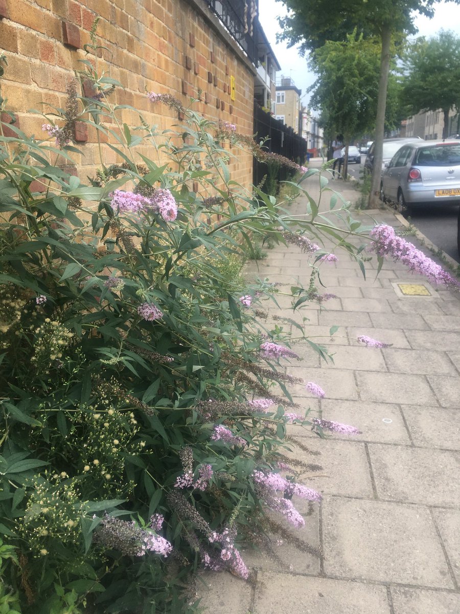 10xGreenerE5's tweet photo. We'll be doing a walk around the #10xGreener area tomorrow to see what we and the plants have been up to and what needs to be done. Meet by the sparrow hawk on Daubeney Rd. 3.30. #rovinggardenclub https://t.co/Z5aqpl1Ul2