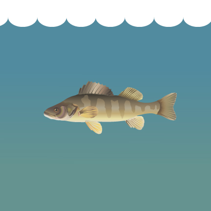 IAN_UMCES's tweet photo. To celebrate the 1st Western Lake Erie Report Card (RC), here is a yellow perch IAN symbol (website link in bio). Yellow perch abundance was one of the multiple indicators used to examine lake health. RC: https://t.co/sdD6XORNAg #scicomm #vectorsymbol #LakeErieRC #yellowperch https://t.co/ljQYz02nM3