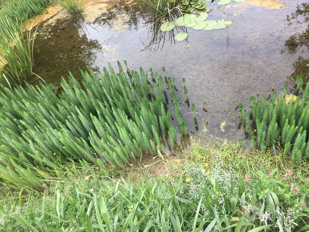 The Friends of Whitehall Rec. achieved ‘Outstanding’ in The London in Bloom Community Gardening Award🥇 😀💚💚 #friendsofwhitehallrec #londoninbloom #communitygardening #bromley