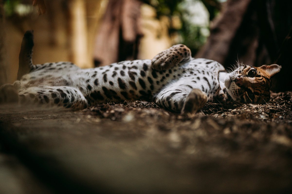 Ocelot Twitter Search