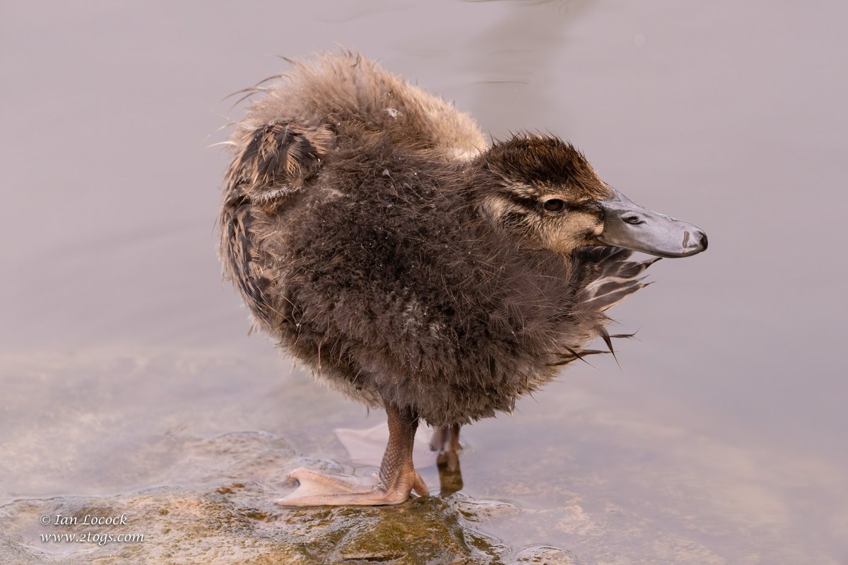 IanLocockPhotos's tweet photo. Juvenile Mallard Contortionist - RSPB Lodmoor, Weymouth
The flexibility of youth.
#Birds #wildlife #wildlifephotography #nature #naturephotography #2togs #ianlocock @RSPBWeymouth https://t.co/2PFr7RkPfL