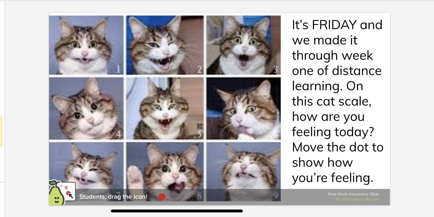 Nadya Abu Rish This Was Part Of Our End Of Day Reflection Which Cat Are You