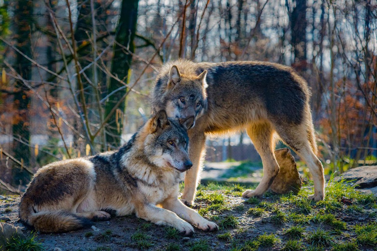 Mrsablund's tweet photo. Today we became science sleuths! We solved the crime of the wolves of Yellowstone, identified big ideas and small details and went on an ecosystem walk. #readwritescience @owpmu @ncte @goMercerEagles https://t.co/smgL3oaQSP
