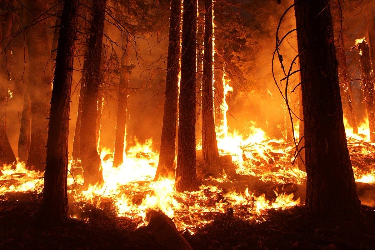 FffUsaction's tweet photo. We're living the future we have been trying to avoid.
We need to #ChangetheWorld for the better, NOW!

We are #FridaysforFuture in the USA.
We lost our previous acc't.
Pls follow, help us rebuild!
@zaynecowie @ClimateHuman @huprice 
@havenruthie @vanessa_vash @GretaThunberg https://t.co/WbIU1tTPBw