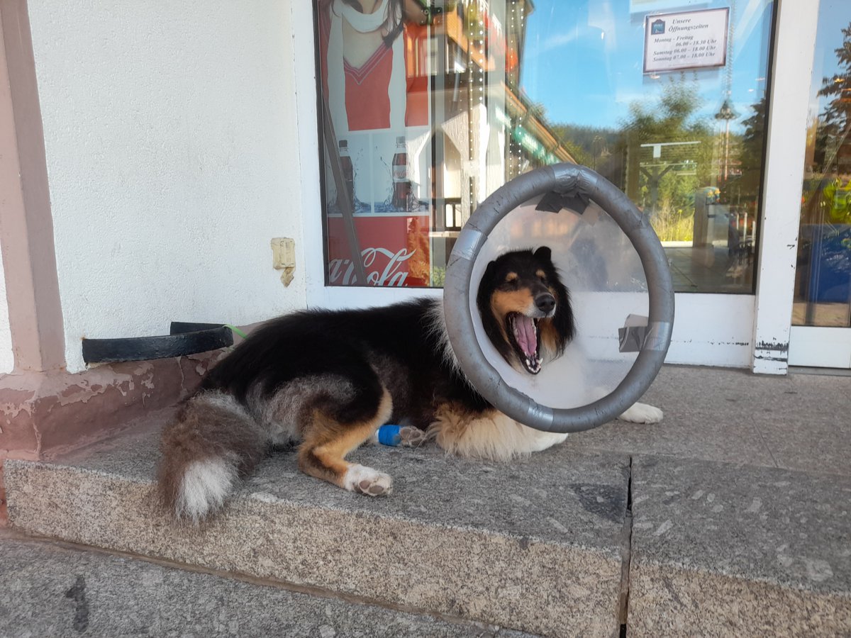 ItCollie's tweet photo. Patrol report #ZSHQ/@ZombieSquadHQ 2020-09-11 22:00
Today I followed hudad to the bakery! I wait patiently and than I got nothing! That is a #Scandal!
#PirateWeek2020 #Priates #PirateWeek #ZSPirateWeek #dogs #ZSMedics #cats #catsofinstagram #Waiting #FridayMotivation #Fun https://t.co/E3Hc92IbPs