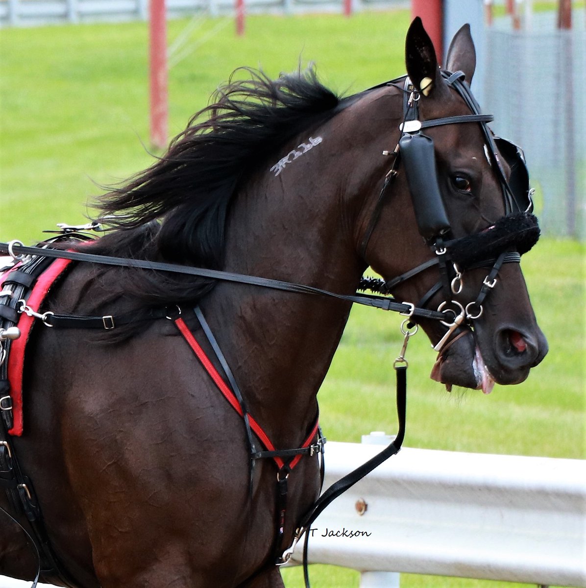 hoosiernations's tweet photo. ISS 3yo Filly pace action tonight at Hoosier
R2
pp1 #Somebodyslilly/Michael Oosting
pp5 #GraceRocks/@joeyputnam13
R8
pp1 #MysticalCarrie/@TraceTetrick
pp4 #Priceless/@bigticketbates
🍀GoodLuck🍀 https://t.co/Ral0IrmskG