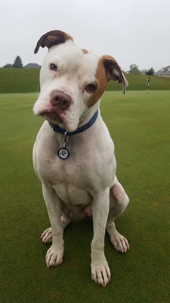 calebspackler's tweet photo. This guy makes work not seem like work. #murphdog https://t.co/ceHewqbDEj
