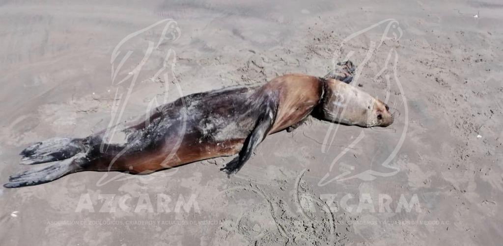 azcarmx's tweet photo. Demandamos que se dé a conocer qué provocó la muerte de 150 lobos marinos en Cabo San Lázaro, BCS.
Y lamentamos que ongs defensoras de animales y personajes de la política y farándula que dicen ser “animalistas” no hagan un escándalo ante esta tragedia ambiental.
#SOSLobosMarinos https://t.co/ofQeQ5elu7