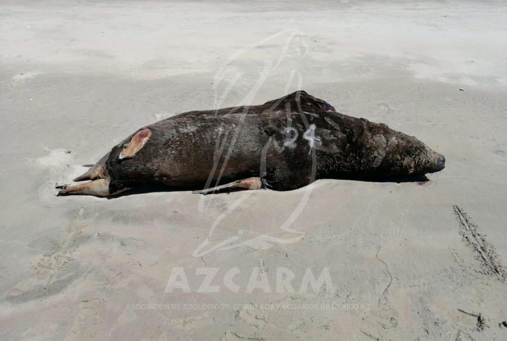 azcarmx's tweet photo. Demandamos que se dé a conocer qué provocó la muerte de 150 lobos marinos en Cabo San Lázaro, BCS.
Y lamentamos que ongs defensoras de animales y personajes de la política y farándula que dicen ser “animalistas” no hagan un escándalo ante esta tragedia ambiental.
#SOSLobosMarinos https://t.co/ofQeQ5elu7