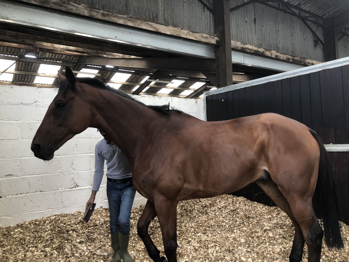 Lostintranslation is likely to go the same route back to the Cheltenham Gold Cup - starting with the Betfair Chase at Haydock (Nov 21). Tizzard: “He’s only got a few lengths to find to win a Gold Cup and we’ve probably not seen the best of him yet too. He’s very, very good.”