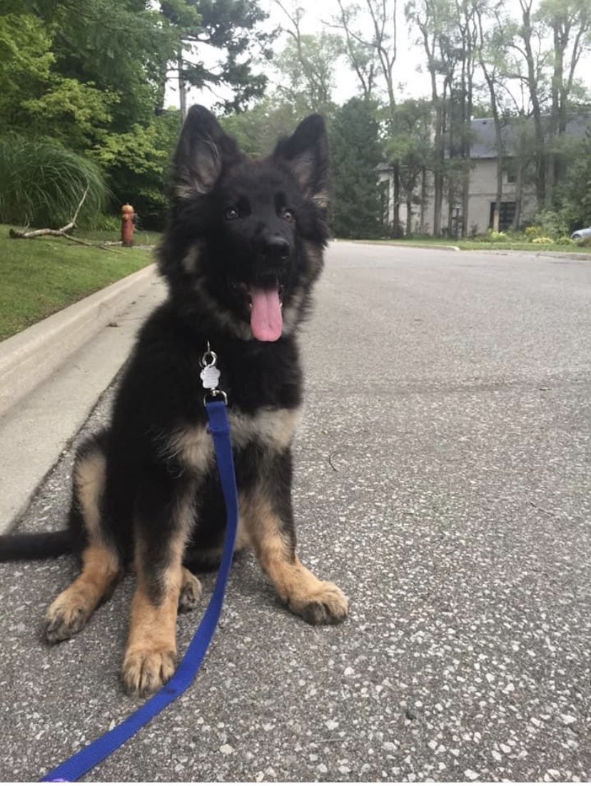 daryanpowers's tweet photo. So I’m in love with this dog. It’s apparently a Shiloh Shepard. I told Michael I wanted one and he said if we can find one he’d take it. 😍😍 music to my ears. #dogsfordays https://t.co/pRFRRkTU3n
