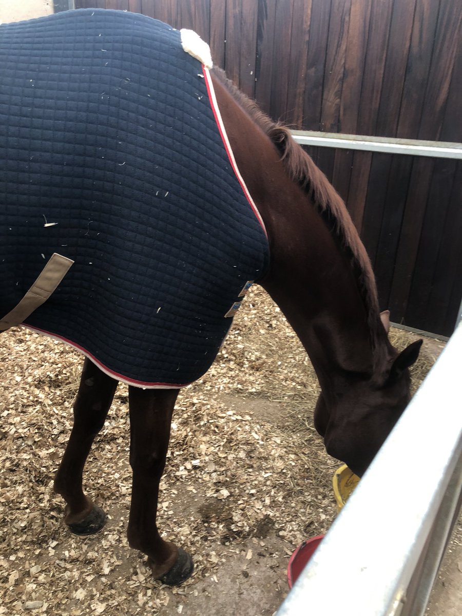 The Big Breakaway was enjoying his lunch too much to say hello. Has strengthened up well and described as “our nicest youngster” by Tizzard. Eldorado Allen, Fiddlerontheroof, L’Air Du Vent (second picture), Ofalltheginjoints and Harry Senior also top novice chasing prospects.