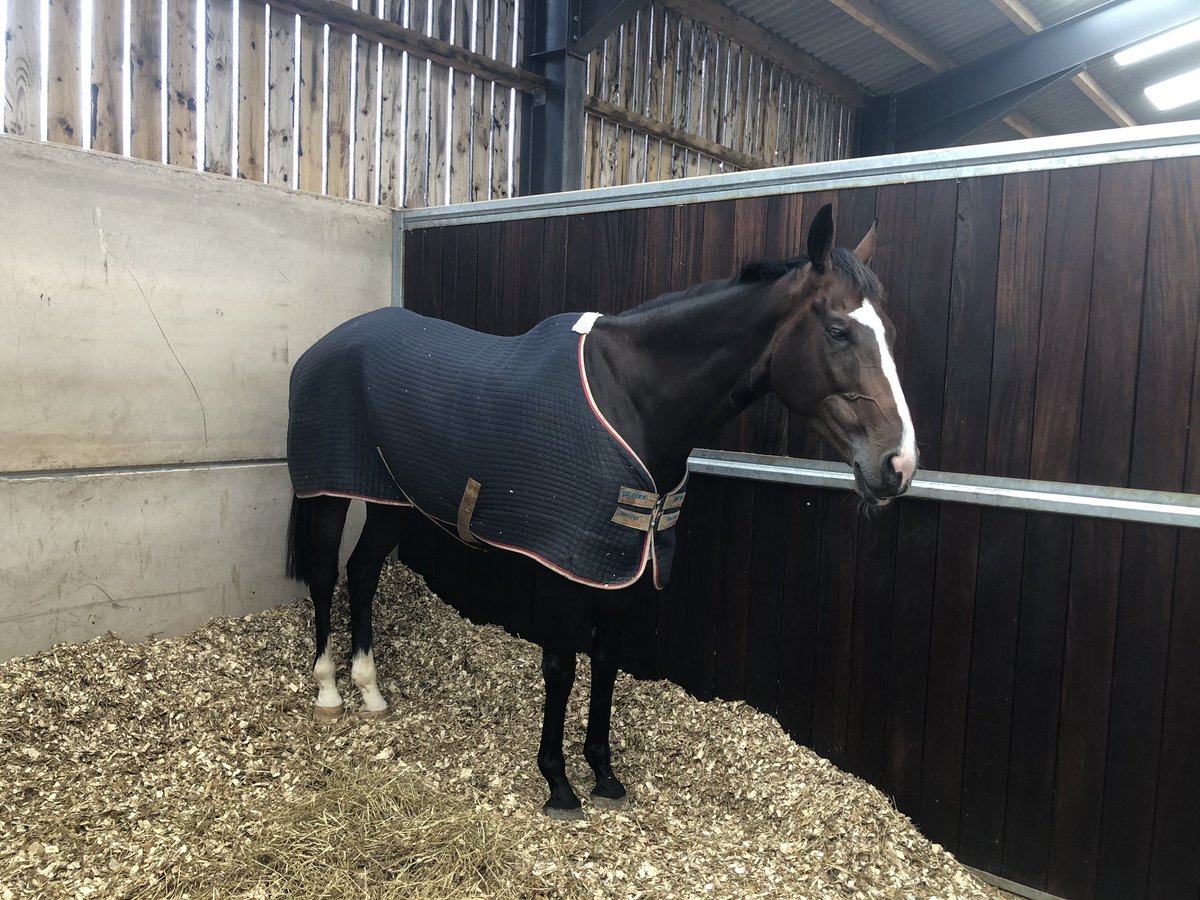 The Big Breakaway was enjoying his lunch too much to say hello. Has strengthened up well and described as “our nicest youngster” by Tizzard. Eldorado Allen, Fiddlerontheroof, L’Air Du Vent (second picture), Ofalltheginjoints and Harry Senior also top novice chasing prospects.