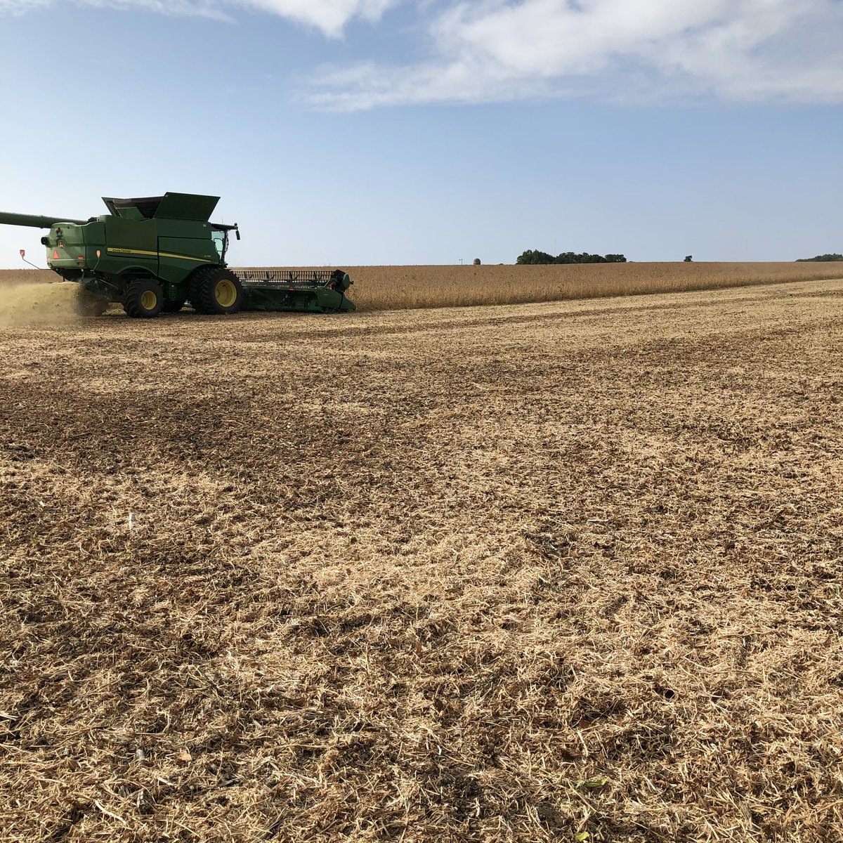 JMann_5's tweet photo. ‼️Yesterday, this field of Asgrow 11X8’s saw the 🏁 of 2020 in Larchwood, IA! @RRXtend @DKAS_Iowa @Asgrow_DEKALB #Harvest2020 Will be in full swing 🔜 https://t.co/FzXw0Ogy1h