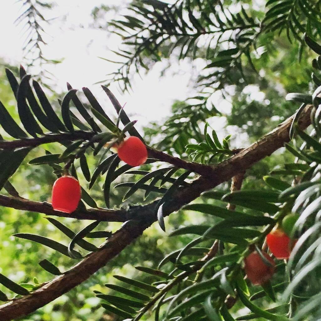 craigcpaterson's tweet photo. Spots of vibrant red
.
.
#cameraplus2 #macrophotography #macro #nature #shotoniphone https://t.co/9AJ4WX7diD https://t.co/pCro2Wao8l
