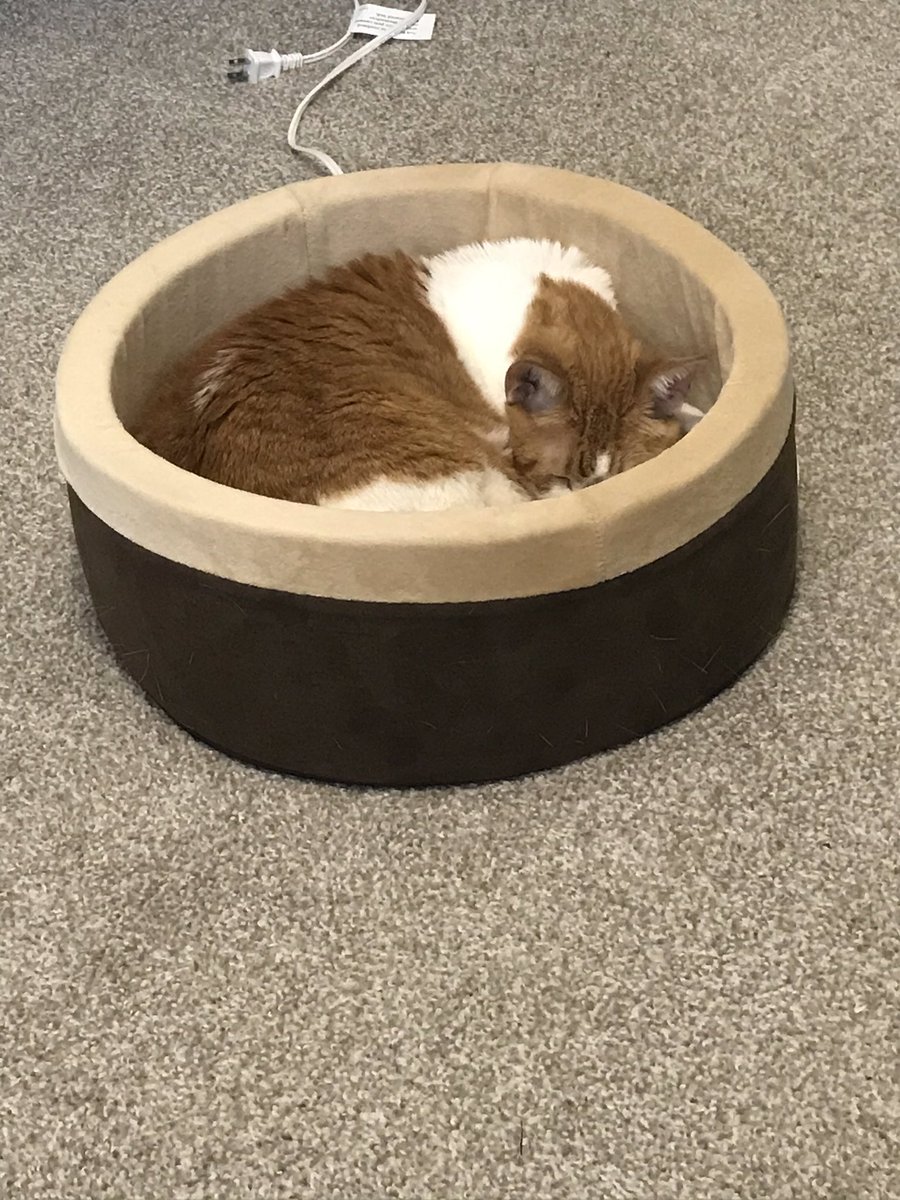 SavsNolan's tweet photo. I know I post too many pics of Her Grace, but there really is nothing so soothing as listening to her tiny snores while working. #DuchessofDC https://t.co/S7vv6nfmeM