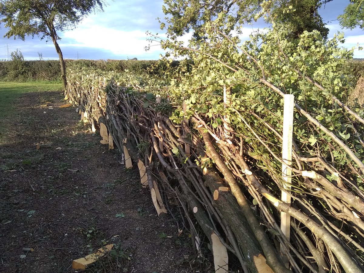 A new season..that went quick!  Bit of a limber up ready for the next mile.  Bastardized cross between Stafford and Derby style.  Properly built with a thick back.  Not this half-soaked 'conservation' style which is an excuse for not doing it properly. #hedge #hedgelaying