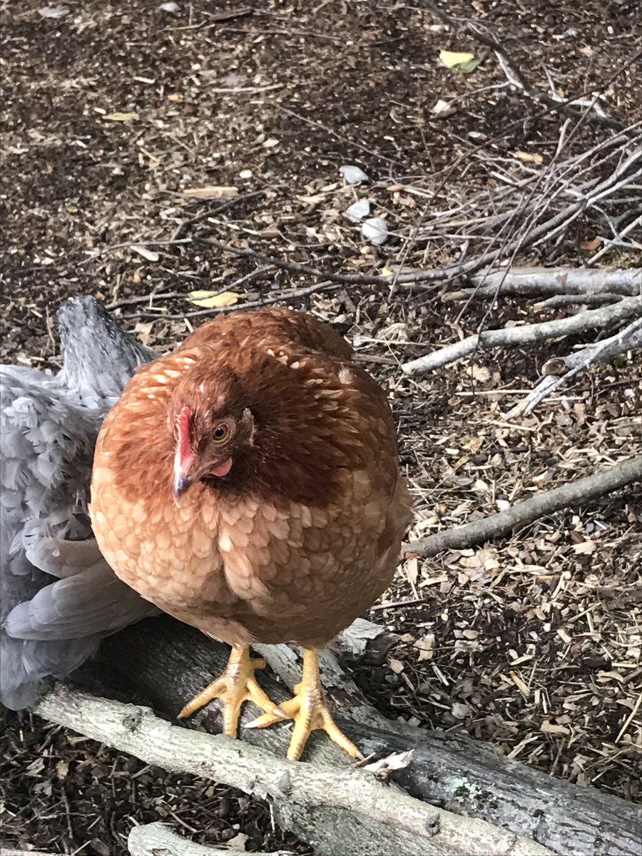 unicornbrew87's tweet photo. So what’s happening in life is chickens...and they are awesome tiny raptors #chickenlife #tinyraptors #nature https://t.co/vLSZ2KYGgQ