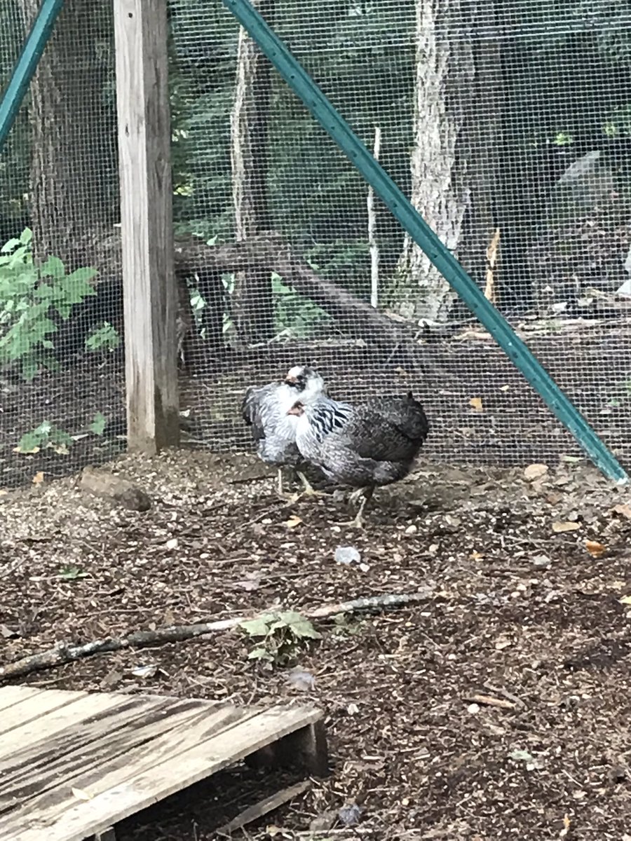 unicornbrew87's tweet photo. So what’s happening in life is chickens...and they are awesome tiny raptors #chickenlife #tinyraptors #nature https://t.co/vLSZ2KYGgQ