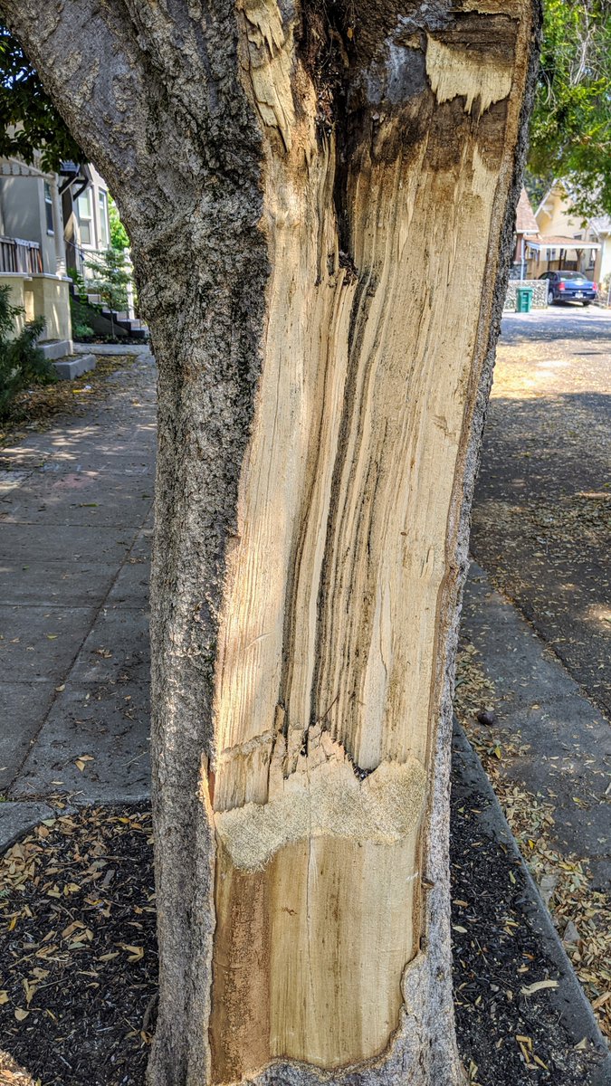 Depantsed tree