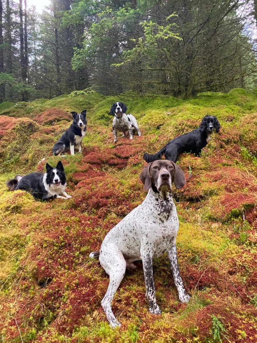 My sister's dog's folk band have been doing promo shots for their album release (taken by her dog walker who is frankly a genius)